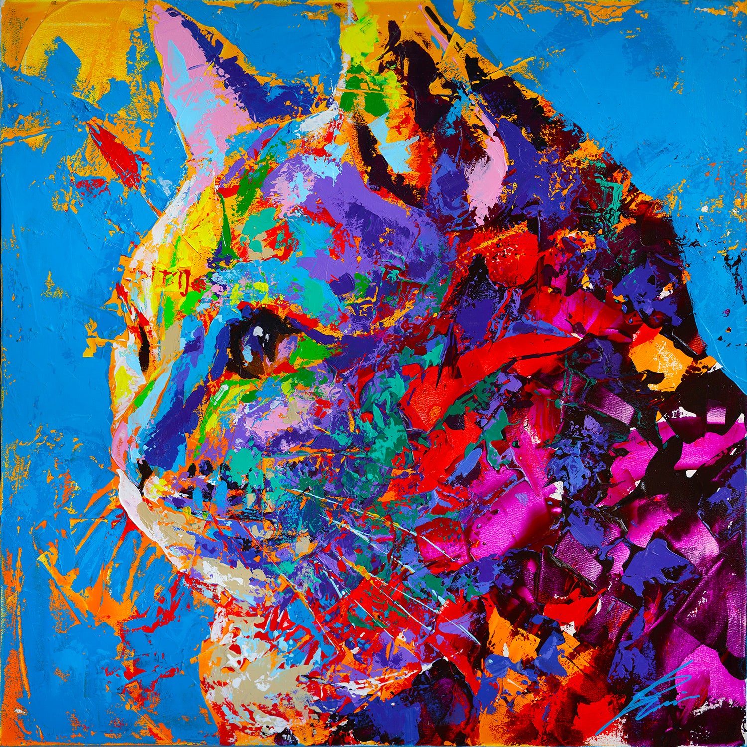 American shorthair | Limited Edition Print