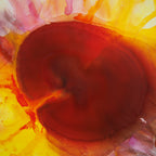 Gerbera  Yellow  - Ultimate Beauty -