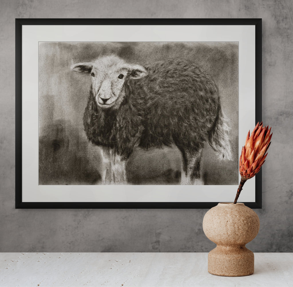 Herdwick sheep / Sketch limited printing