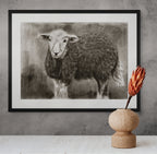Herdwick sheep / Sketch limited printing