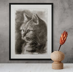 American shorthair 01 / Sketch limited printing