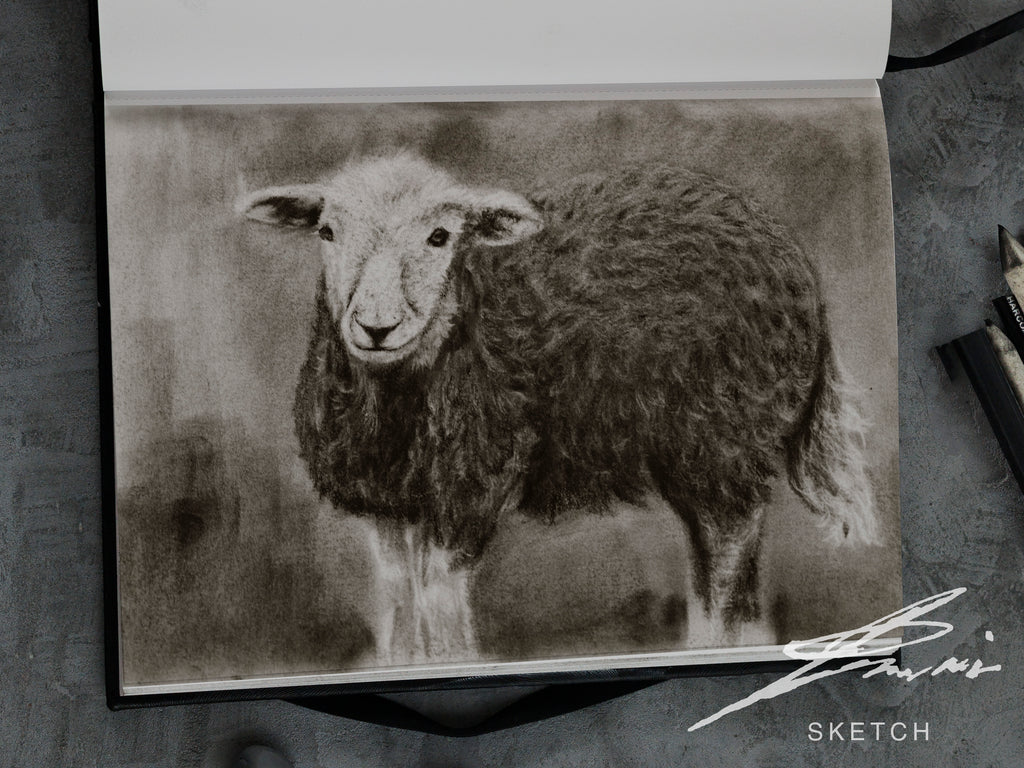 Herdwick sheep / Sketch limited printing