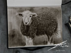 Herdwick sheep / Sketch limited printing