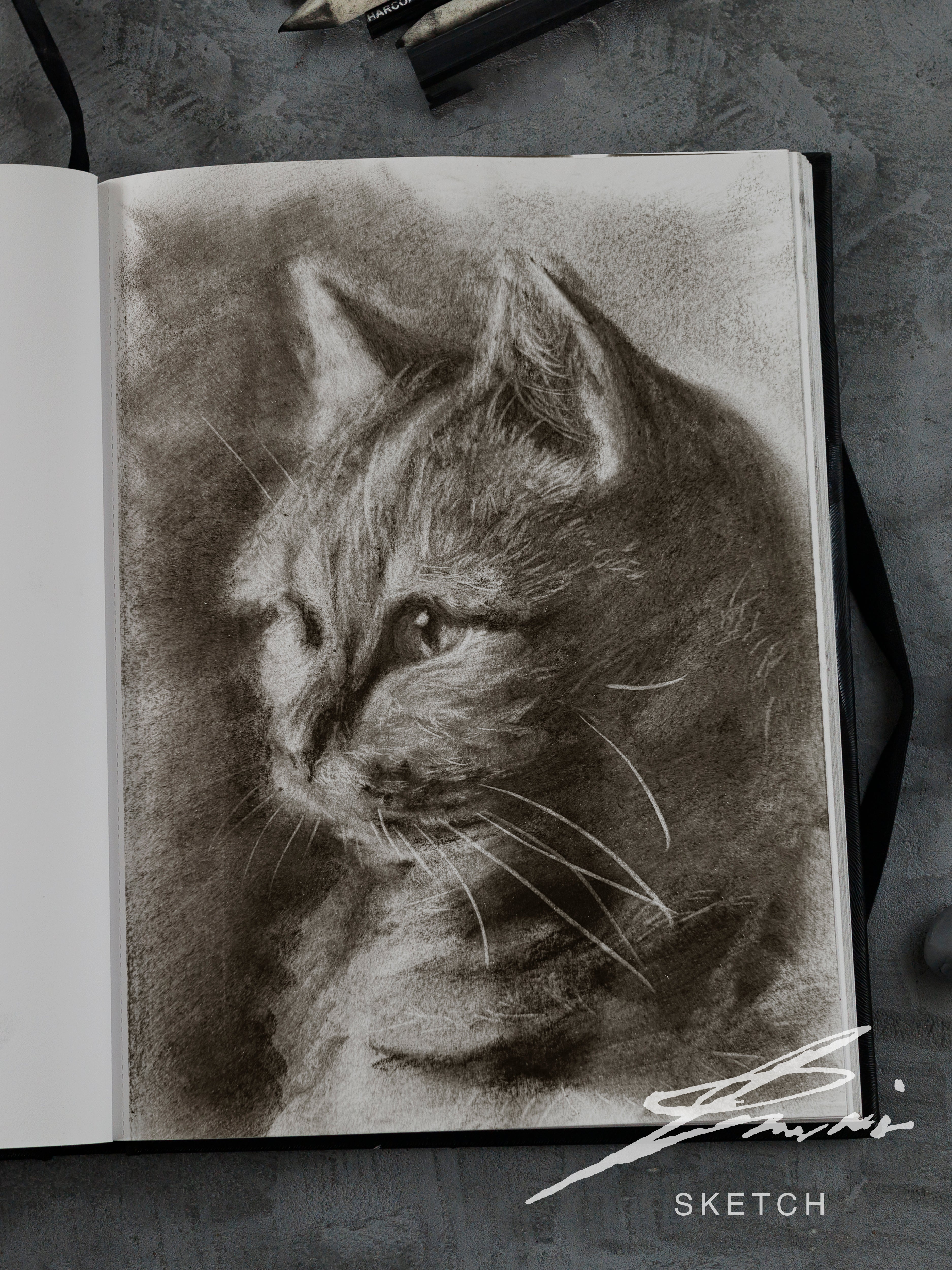 American shorthair 01 / Sketch limited printing