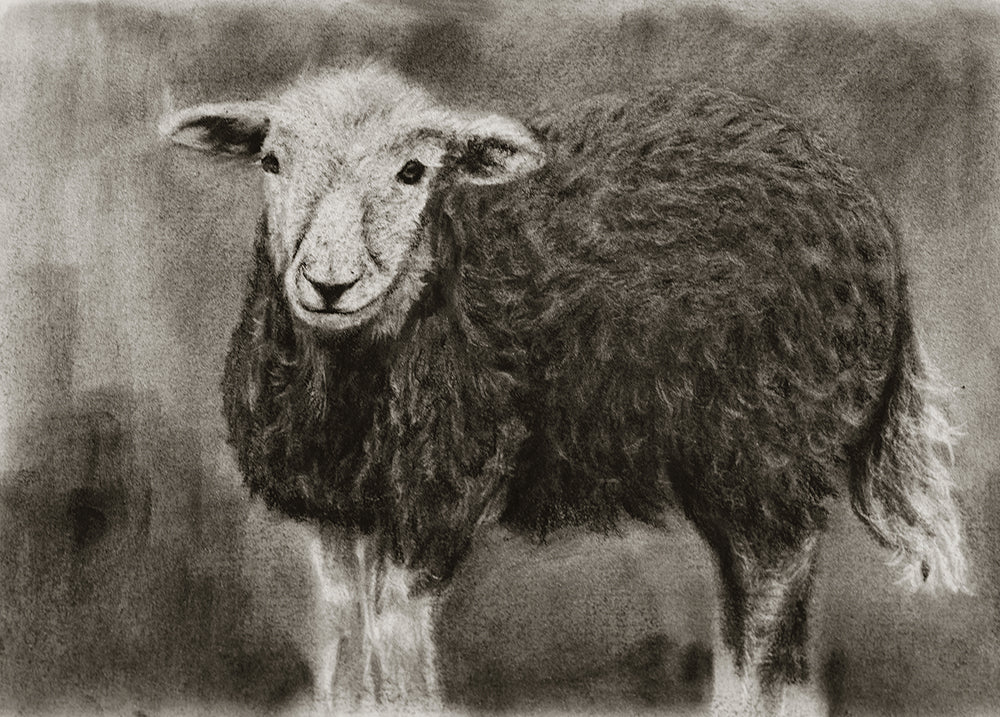 Herdwick sheep / Sketch limited printing