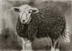 Herdwick sheep / Sketch limited printing