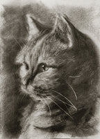 American shorthair 01 / Sketch limited printing