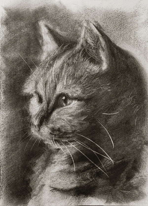 American shorthair 01 / Sketch limited printing