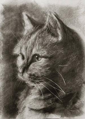 American shorthair 01 / Sketch limited printing