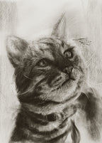 American shorthair 02 / Sketch limited printing