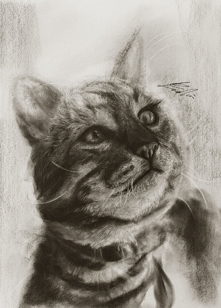 American shorthair 02 / Sketch limited printing