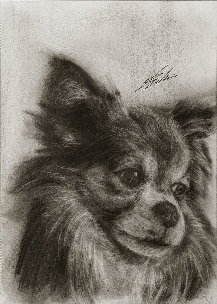 Chihuahua 02 / Sketch limited printing