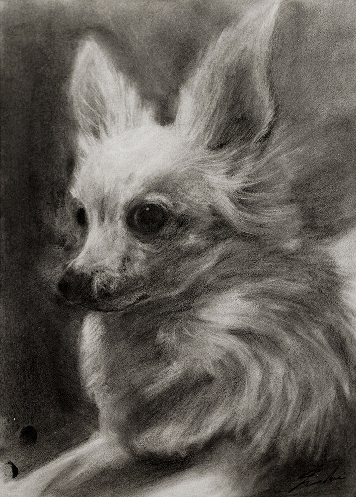 Chihuahua / Sketch limited printing