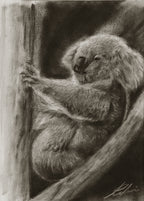 koala / Sketch limited printing