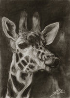 Giraffe / Sketch limited printing