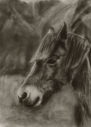 Horse 01 / Sketch limited printing