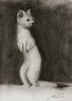 Ermine / Sketch limited printing