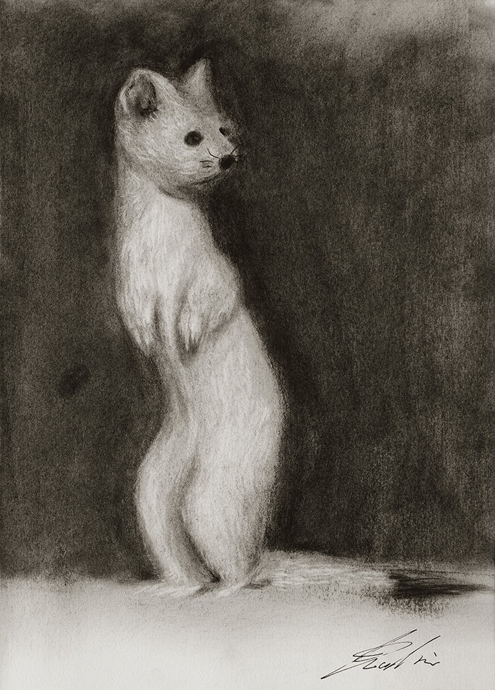 Ermine / Sketch limited printing