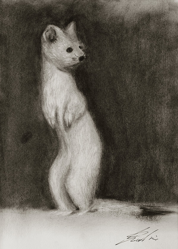 Ermine / Sketch limited printing