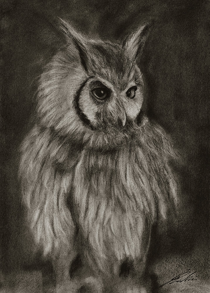 Owl / Sketch limited printing