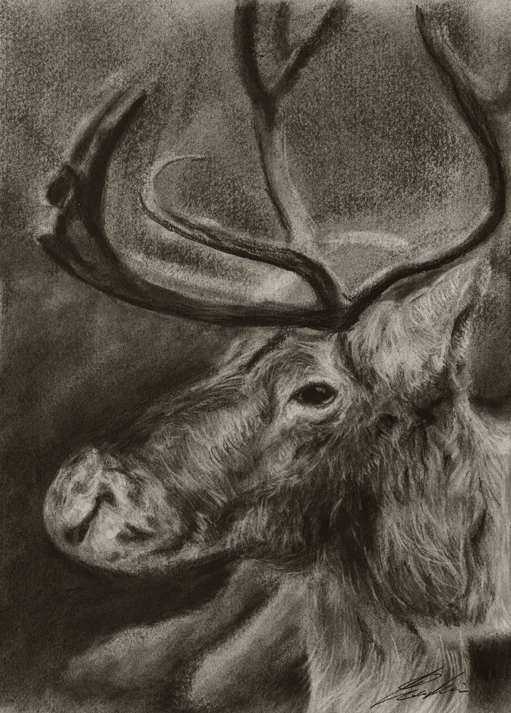 Reindeer / Sketch limited printing