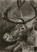 Reindeer / Sketch limited printing