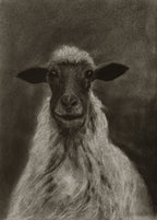 Sheep / Sketch limited printing