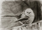 Long-tailed Tit / Sketch limited printing