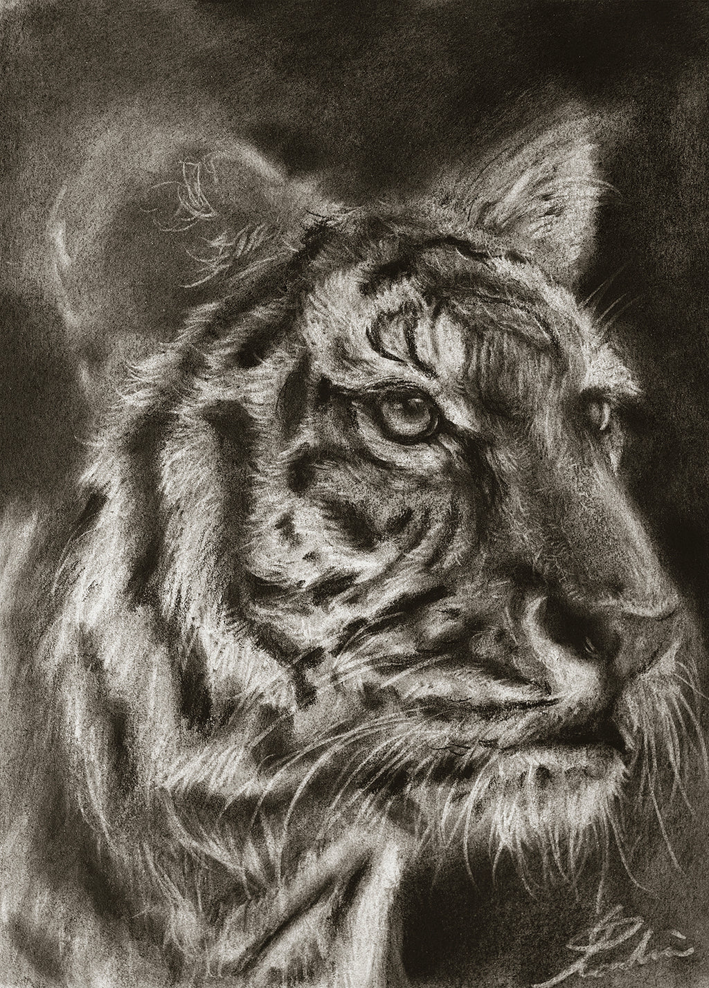 Tiger 01 / Sketch limited printing