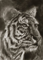 Tiger 01 / Sketch limited printing