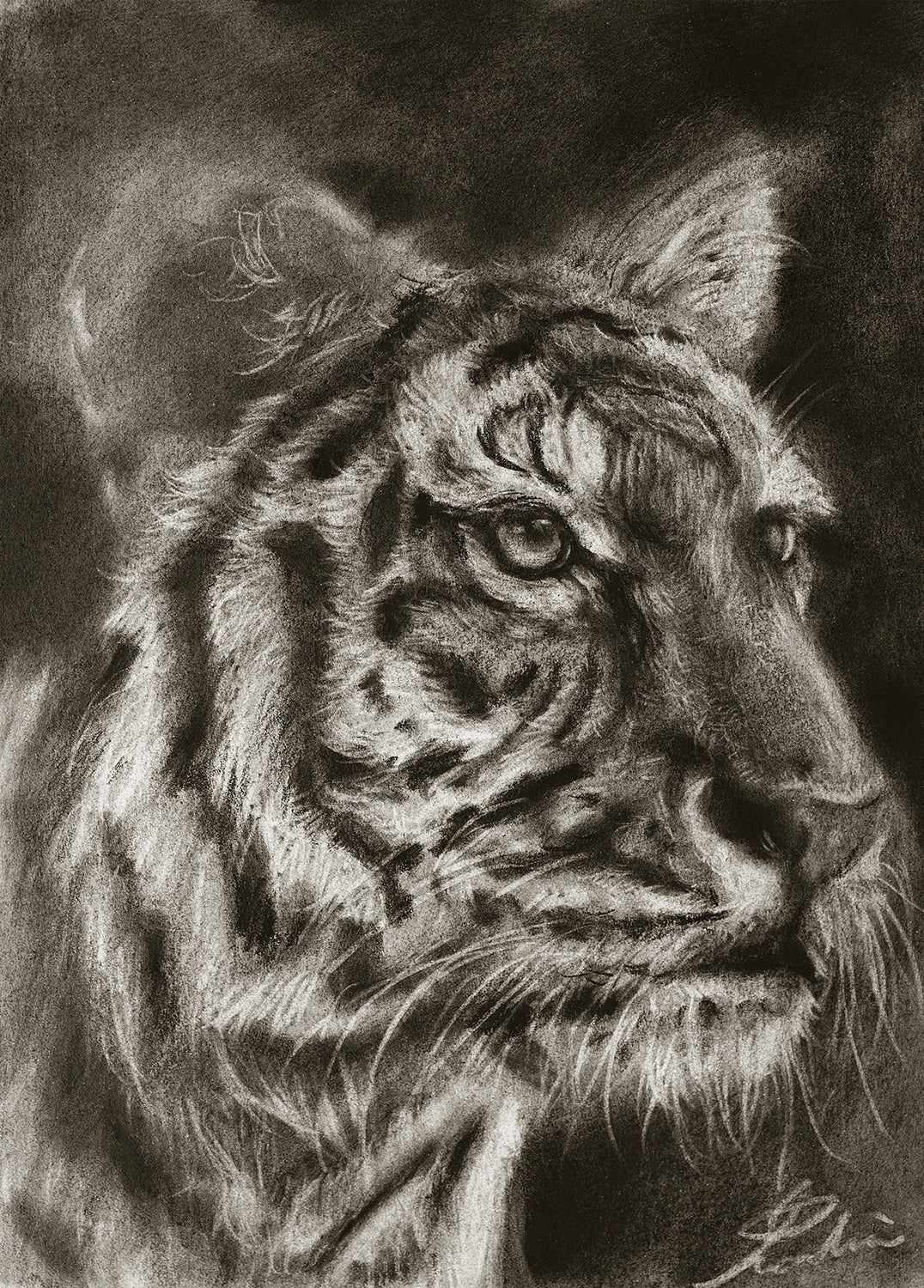 Tiger 01 / Sketch limited printing