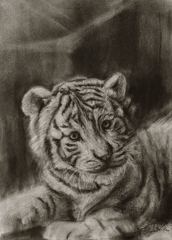 White tiger 01 / Sketch limited printing