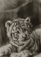 White tiger 01 / Sketch limited printing