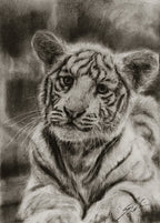 White tiger 02 / Sketch limited printing