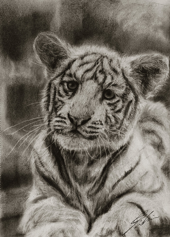White tiger 02 / Sketch limited printing