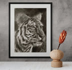 Tiger 01 / Sketch limited printing