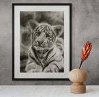 White tiger 02 / Sketch limited printing